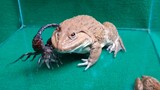 【Reptile pet】This is the last dignity of the scorpion!