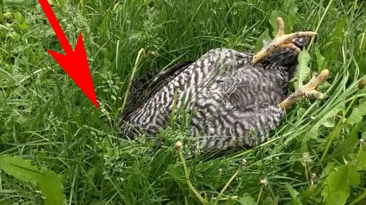 Seekor Ayam Tanpa Mimpi Ditemukan di Rumput