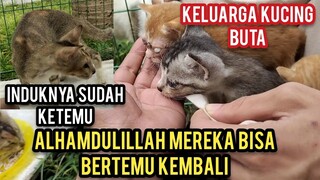 Mengharukan Saat Kucing Buta Bertemu Anak-Anaknya Kembali Setelah Berpisah..!