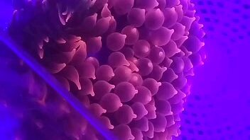 buble anemone