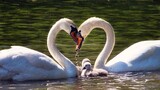 Family Swan
