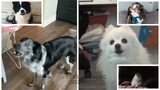 Someone Like You but Dogs Sung It (Dogs Version Cover)