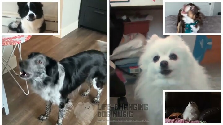 Someone Like You but Dogs Sung It (Dogs Version Cover)