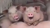 Funny Animal Videos That Make You Laugh At