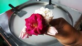 Es Krim Roll Bunga Mawar | How To Make Rose Ice Cream Rolls