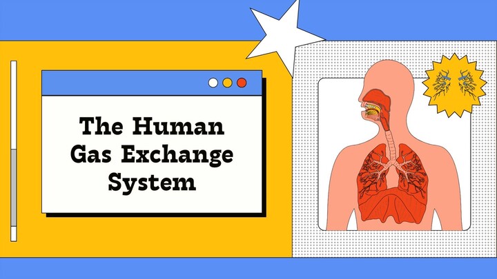 The Human Gas Exchange System Educational  } https://youtu.be/CMyi0ULfgEM