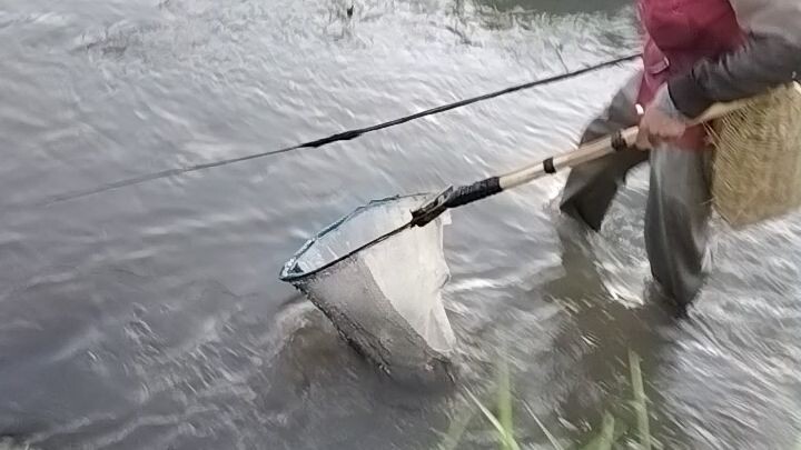 setrum ikan di sungay