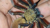 Taming a Huntsman Spider Almost as Big as a Bird-Eating Spider+ Q&A