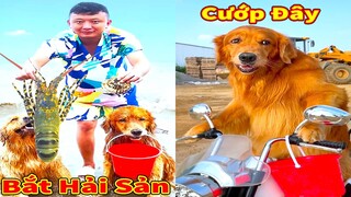 Thú Cưng TV | Lốp và Bố #4 | Chó Golden Gâu Đần thông minh vui nhộn | Pets cute smart dog