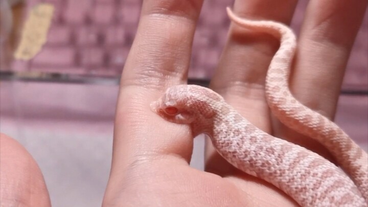 [Động vật]Bị rắn Hognose của tôi cắn