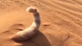 Con giun cát lén lút của mèo