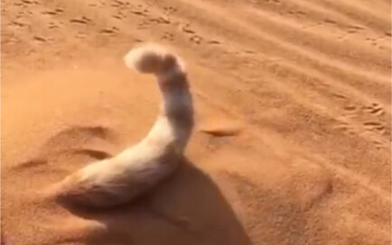 Cat's sneaky sandworm