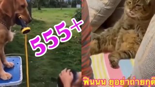 รวมคลิปสุดฮา หมา&แมว น่ารักตลกๆ ep6 funny cats and dog compilation