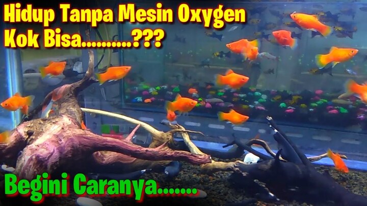 Cara Pelihara Ikan Tanpa Mesin Oxygen