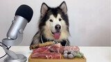 [Cún cưng] Streamer đang tích cực ngoạm đồ ăn…