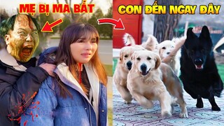 Thú Cưng Vlog | Trứng Bạc Và Trứng Vàng #31 | Chó gâu đần thông minh vui nhộn | Funny pets smart dog