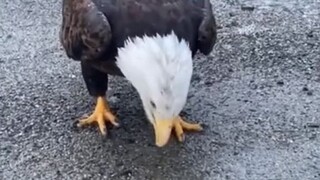 one of the biggest eagles in the world
