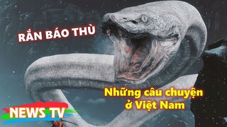 Ám ảnh những câu chuyện RẮN BÁO THÙ tại Việt Nam