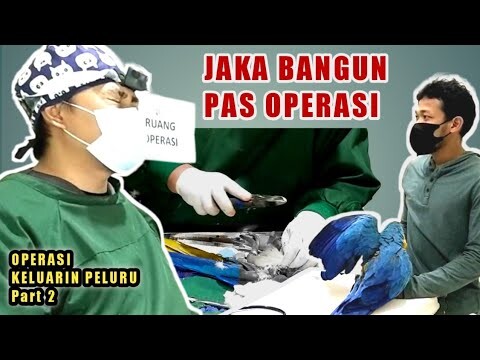 PART 2 OPERASI JAKA KETEMBAK (BIRD DOCTOR INDONESIA)