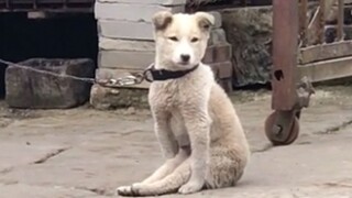 [Hewan]Anjing Ini Membuatku Tertawa Seharian