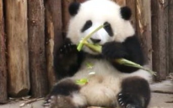 Giant Panda|Hehua