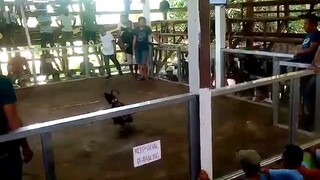 2 hits- First fight