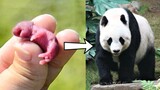 15 Baby Animals That Grow Up To Be Huge.