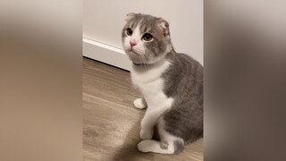 cắn cho một phát cat catsoftiktok fyp foryou