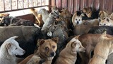 [Old Crazy Yang] Dazhou 600 Dog Incident