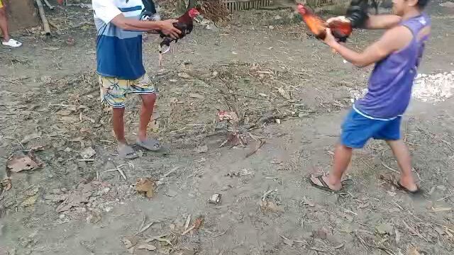 3x winner lupit na manok