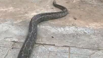 Python look for prey!!