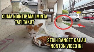 Momen Menyedihkan Saat Kucing Ngelihatin Dari Jauh Temannya Makan Sambil Menahan Lapar..!