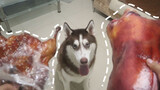 Will Husky eat a fake roast duck that smells like a real one?