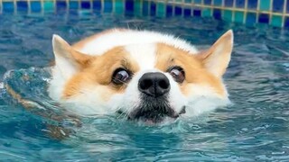 Even though Corgi has short legs, he can swim faster than a human!