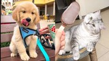 Funniest Animals - Funny Cat and Cute Dog Videos Compilation #3 | Wow Animals