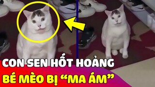 Chú mèo với khuôn mặt như 'BỊ MA ÁM' mỉm cười khi thấy Sen đi làm về 😅 Gâu Đần