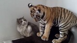 The little tiger likes to flirt with cats, but was slapped wildly