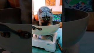 Funny videos|cat fight|YouTube shorts|Trending|Entertainment|Cat|YouTube shorts|reels|mrindianhacker