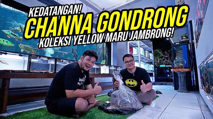 CHANNA GONDRONG!!! KEDATANGAN CHANNA YELLOW MARU SUPER GONDRONG- TAMBAH KOLEKSI CHANNA MARU HIGH FIN