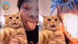 Funniest Pets - Best Of The 2021 Funny Animal Videos| MEOW