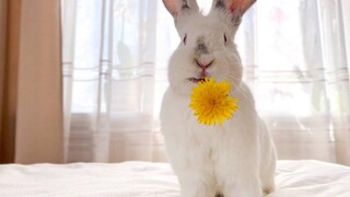 Cute giant Rabbit eating dandelion flowers