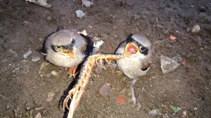 [Động vật] Chim đồ tể thật đúng với tên gọi, nuốt gọn con rết hơn 10cm