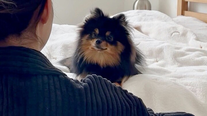 [Hewan] [Anjing Pomeranian] Tantangan Pelukan