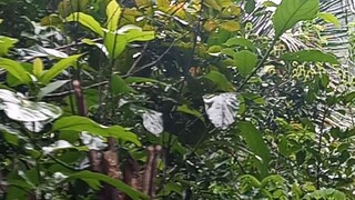 buhay tanay