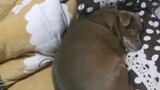 [Chó cưng]Chú chó mỗi ngày lên giường tranh chỗ ngủ của chủ