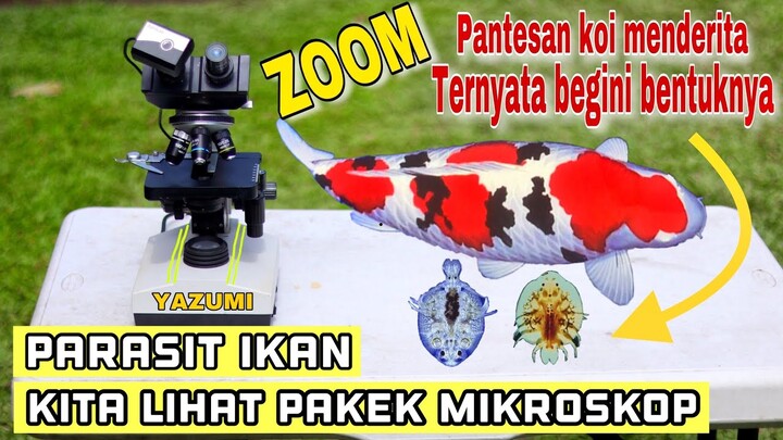 MIKROSKOP ZOOM PARASIT IKAN‼️PANTESAN KOI MENDERITA TERNYATA BENTUKNYA SEPERTI INI