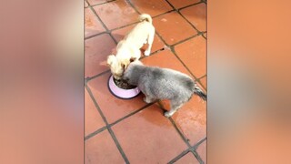 Tẩm bổ tim gà. Ahihi yeucho yeuchomeo cún cúncon chó chómèo chócon chó_cưng chókhôn yeuchomeo cưng chócute pet dog dogsoftiktok doggo