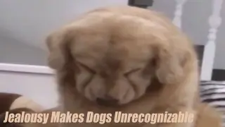 [Compilation] Videos of dogs getting jealous