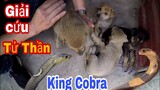Săn Bắt Ẩm Thực Vùng Cao Giải Cứu Đàn Chó Con Thoát Khỏi Tay Tử Thần Đối Đầu Hổ Mang | King Cobra