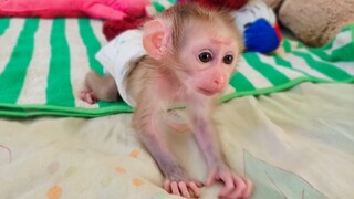 Plays Alone!! Tiny adorable Luca so smart tries to walk around looking for Mom to comfort